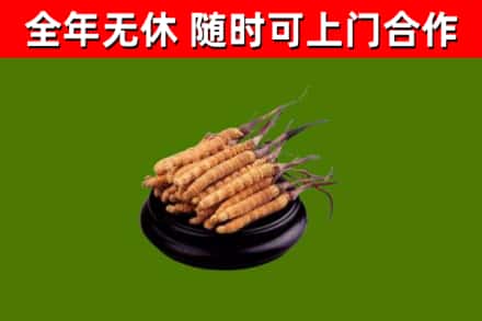 呼玛回收散虫草